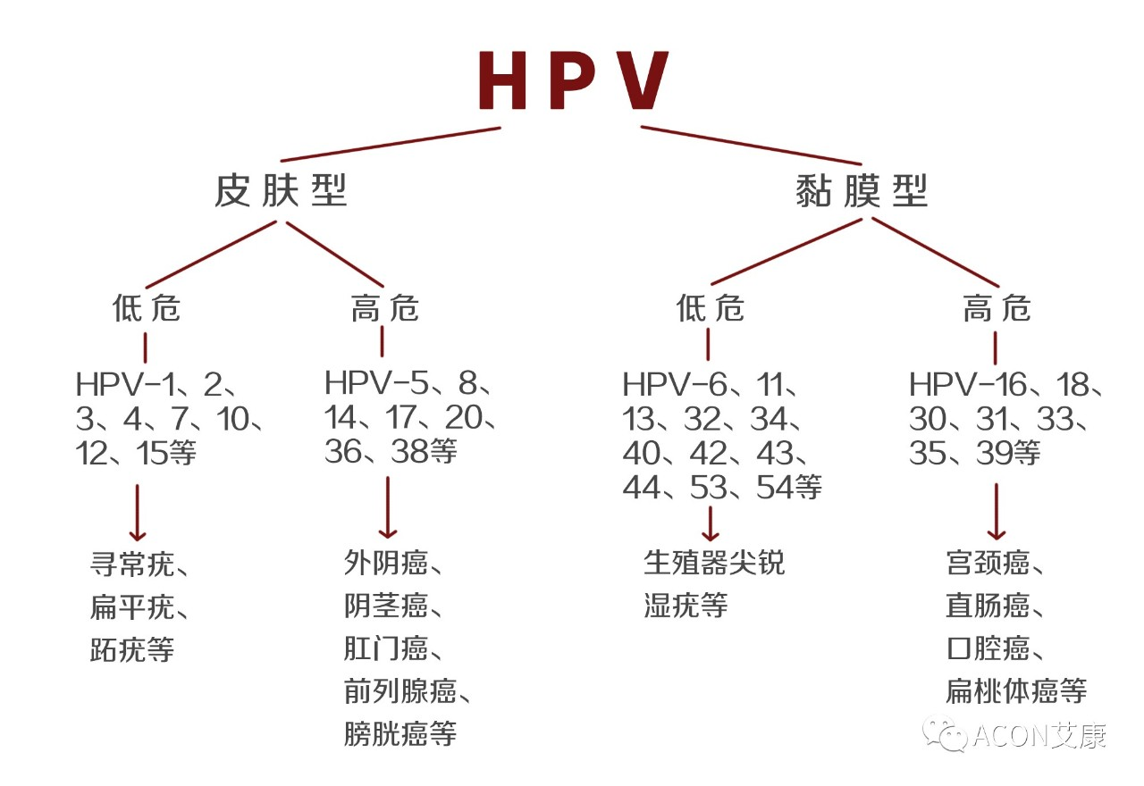 HPV疫苗有必要打嗎？二價(jià)、四價(jià)、九價(jià)要如何選擇！