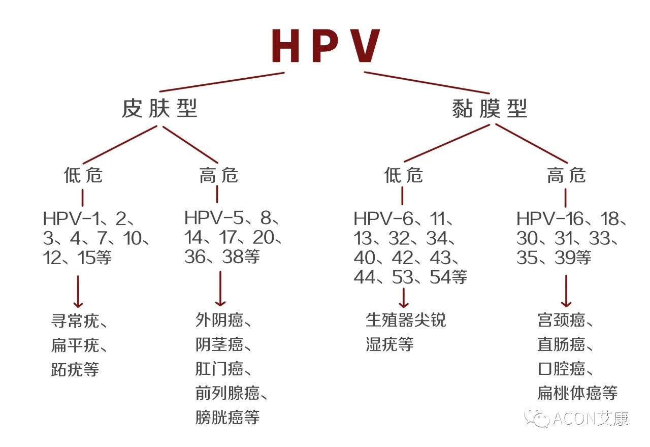 HPV轉(zhuǎn)陰其實很簡單， 女性必知的宮頸癌真相